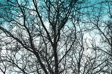 Black trees against the blue sky