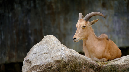 goat