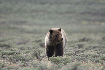 Grizzly Bear in Sagebrush Center