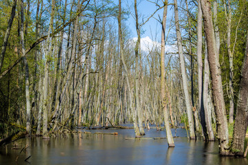 Obraz premium Trees in Briesetal, a flooded valley in Germany