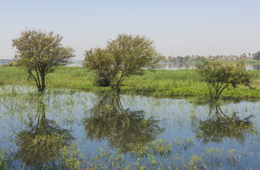 Fototapeta na wymiar Trees in flooded meadow with reflection