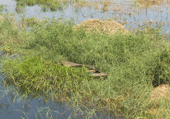 Old wooden rowing boat in grass reeds