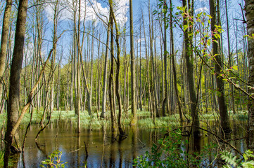Trees in Briesetal, a flooded valley in Germany