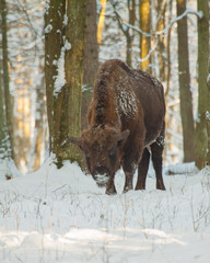 Żubr © Marcin Zakrzewski