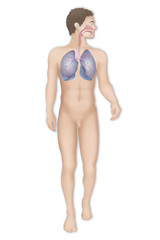 Respiratory tract, drawing