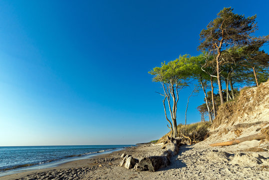 Weststrand Trees 1