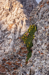 Yellow flowers in stones, flowers grew directly on the stones. life everywhere. mountainous area, sunny day