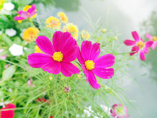 Fototapeta na wymiar Cosmos flowers, Pink and red cosmos flowers garden, soft focus and retro film look in blue green (mint) color tone. cosmos flowers blooming in the garden.