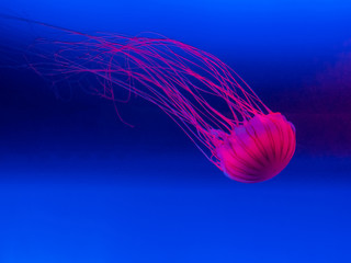 close up of pink jellyfish on blue background