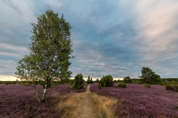 L&uuml;neburger Heide, Sonneuntergang 