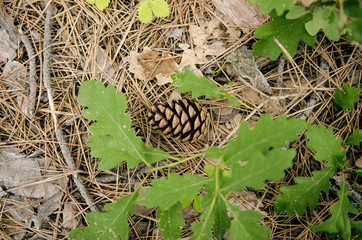 Pine Tree Cone And Green Leaves Shot From The Top