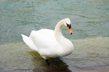 White Swan on the Lake close-up