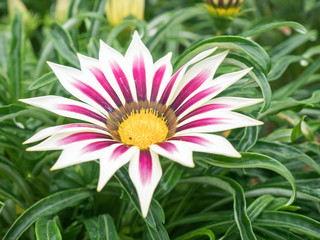 close up of Gazania Flower