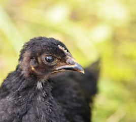 Head black chick closeup