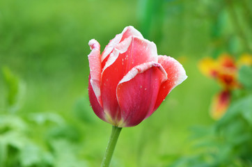 Beautiful red tulip on green background