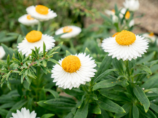 close up of Chamomile in the garden