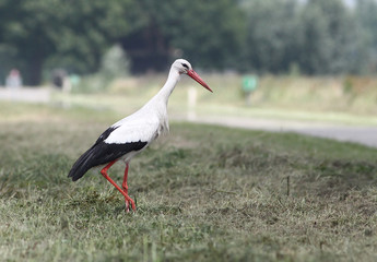 European White Stork (Ciconia ciconia) just before crossing a road.