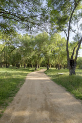 Dirt road through a forest with leafless trees in winter

