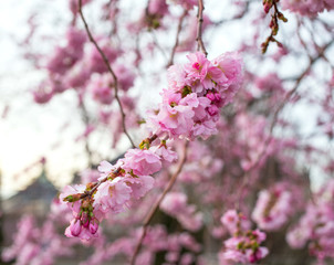 blooming sakura tree