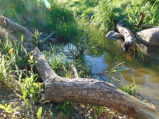 Bachlauf mit totem Holz