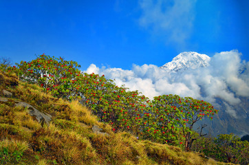 Mountain Landscape in Himalaya. Blooming of Rhododendron tree and Annapurna South peak.