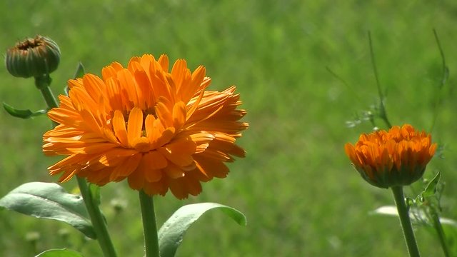 Geschlossene und eine offene orange Ringelblume