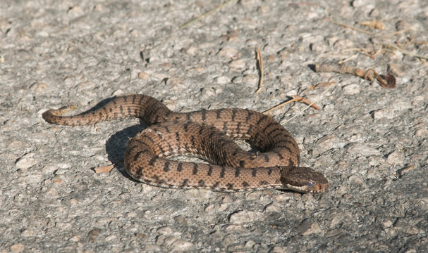 Ritratto di una Vipera aspis francisciredi