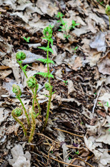 Young fern in a forest