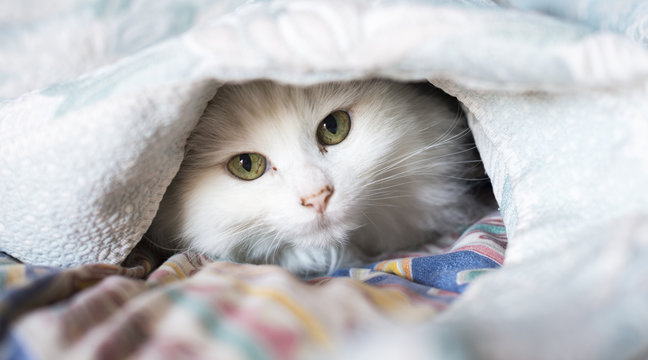 Dolce gatto bianco sotto delle candide lenzuola che guarda diretto il soggetto.