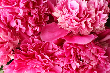 Beautiful pink peonies as a background image.