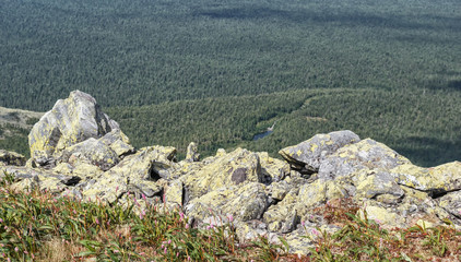 Ural mountains in the foreground grass and flowers, away taiga, forest and lake. sunny weather