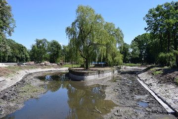 drzewo nad wysychającą rzeką w Świdnicy, park świdnicki