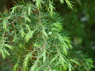 branch of juniper with berries