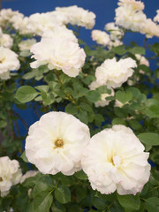 バラ　マチルダ