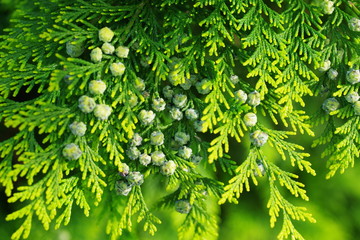 thuja branch with cones