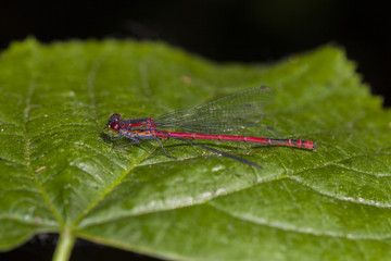 red dragonfly sits on a green leaf, close up