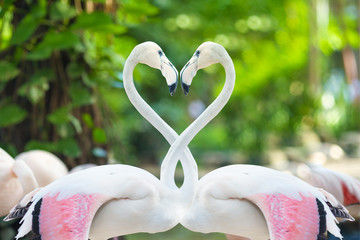 Obraz premium Two flamingos making a heart shape