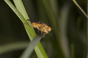 Gold fly siting on the grass
