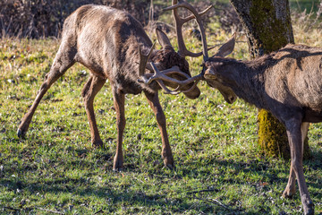 Jousting of two deers fighting to establish hierarchies