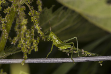 The green grasshopper masks in the grass