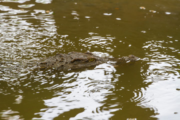 Close up Siamese Crocodile  in Thailand