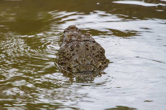 Close up Siamese Crocodile  in Thailand