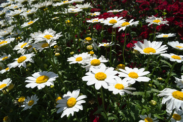 Fototapeta premium daisy flowers in bloom 