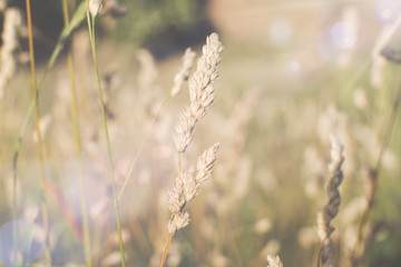 Dried plants of cereal weeds on the background of blue sky in windy weather. Close up. Lens flare in the background.
