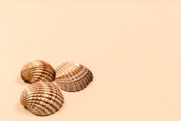 Sea shells on a beige background