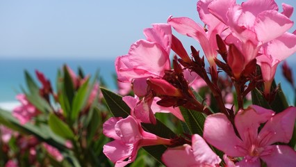 Oleander am Atlantik