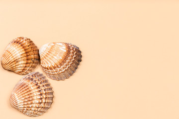 Sea shells on a beige background