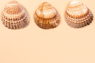 Sea shells on a beige background