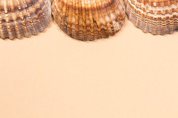 Sea shells on a beige background