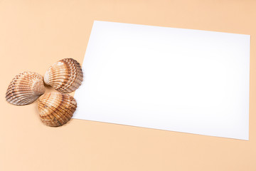 Sea shells white sheet for logo on a beige background